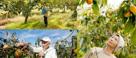 SORA 堂上蜂屋柿